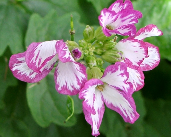  A rather pretty two-tone flower. 