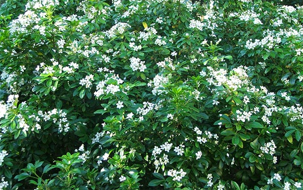  This is the first autumn  that my Mexican Orange Blossom has flowered like this. 