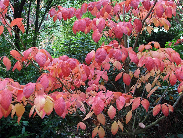  This tree grows in the Dog-Path Garden. 