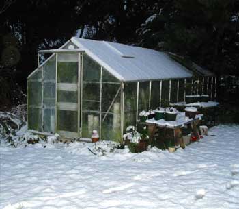  We were lucky that the Wattles didn't fall down on the glasshouse. It could have been sadly broken 