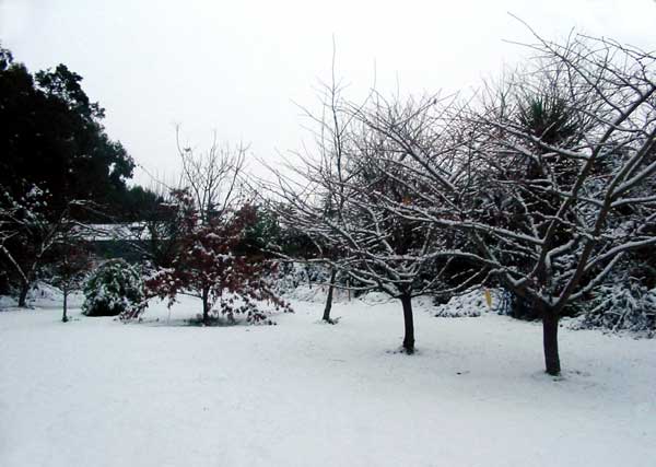  The cherry trees in the pond paddock make shapely silhouettes against the snow 