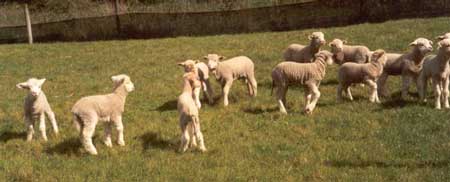  Lots of lambs. 