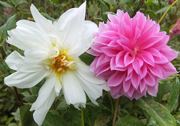 Still flowering. Still flowering.