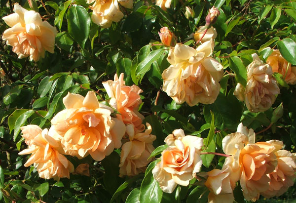 A thornless apricot climber. A thornless apricot climber.