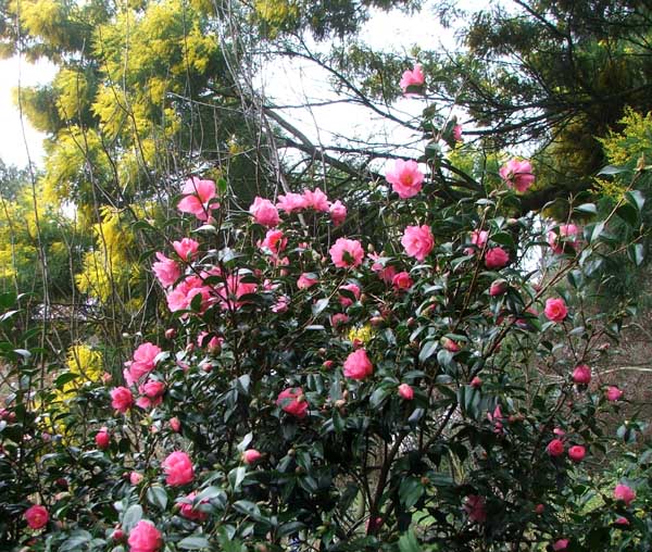  Acacias are large, brittle trees. 