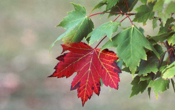  A bold maple leaf making an early autumnal statement. Most New Zealand native trees are evergreen. 