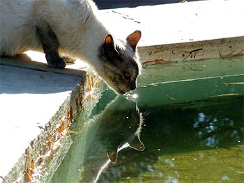  a stray cat drinks from a marble garden fountain in Granada Spain 