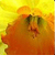  Daffodils 