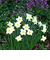  Daffodils 