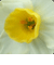  Daffodils 