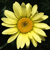  Daffodils 