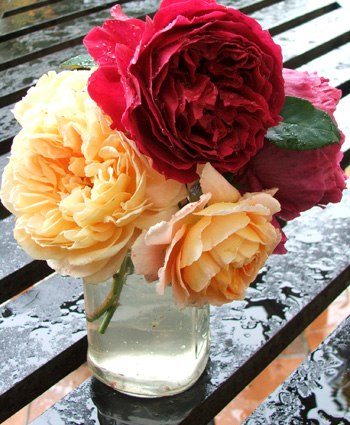  David Austin's Othello and Crown Princess Margareta. 