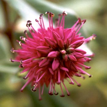 Close-up of a New Zealand native hebe Flower.