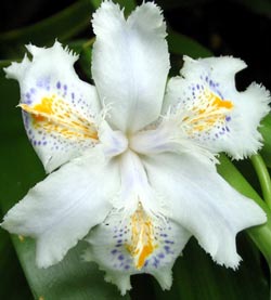  Iris Japonica - one of my favourite plants - rarely flowers. 
