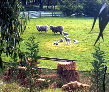  Ewes and Lambs. 