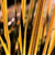  Daffodils 
