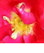  Daffodils 
