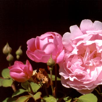 Weve pruned back these favourite rose related websites