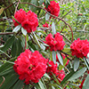 Rhododendron Kaponga