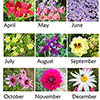 2018 Moosey Flowers Calendar
