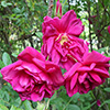 Rugosa Roses
