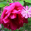 Roseraie de L'Hay Rose