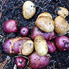 Perennials or potatoes?