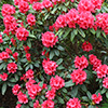 Flowering Rhododendrons 2022