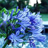 Agapanthus by the Pond