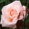 Aotearoa Rose