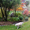 Dog-Path Garden in Autumn