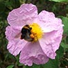 Bee on a Cistus Flower