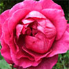 Deep Pink Rose Images