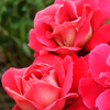Kronenberg Rose