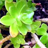 Green Succulent Sedum