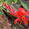 Red Canna in Flower