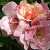 Clair Matin Rose
