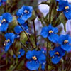 Commelina