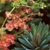 Euphorbias