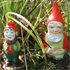 Strawberries and gnomes