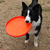 A Frisbee Dog!