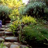 Stone Path and Steps