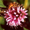 Hebes and Bees