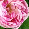 Honorine de Brabant Striped Rose