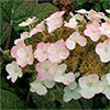 Oak-Leaved Hydrangea