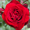Intrigue Red Rose