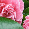 First Camellia to Flower