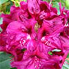 Middle Garden Rhododendrons