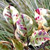 Lophomyrtus and Carex