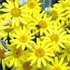 Yellow Flowering Senecio